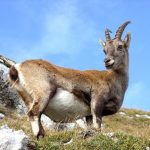 Drie lessen van een steenbok